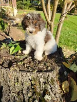 Candy, a female Poodle - Miniature  for sale in Jeromesville, OH – 2 of 4