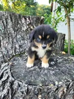 Leo, a male Bernese Mountain Dog and Siberian Husky for sale in Jeromesville, OH – 2 of 4