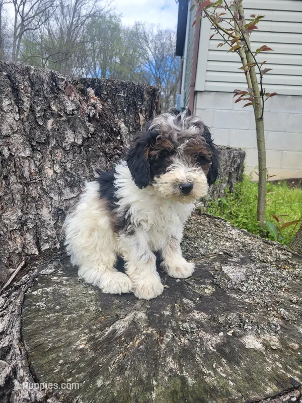 Benj  – Poodle - Miniature  puppy for sale in Jeromesville, OH