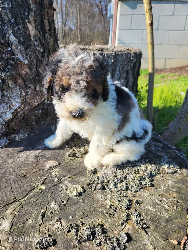 Benj  – Poodle - Miniature  puppy for sale in Jeromesville, OH