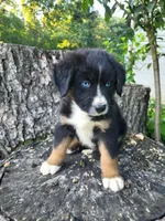 Teddy , a male Bernese Mountain Dog and Siberian Husky for sale in Jeromesville, OH – 5 of 7