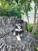 Sadie , a female Bernese Mountain Dog and Siberian Husky for sale in Jeromesville, OH – 2 of 2
