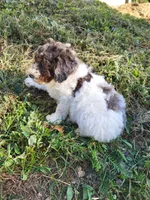 Peaches , a female Poodle - Miniature  for sale in Jeromesville, OH – 2 of 5