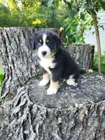 Buddy , a male Bernese Mountain Dog and Siberian Husky for sale in Jeromesville, OH – 2 of 4