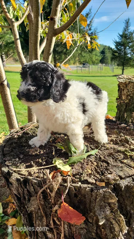 Ricky  – Poodle - Miniature  puppy for sale in Jeromesville, OH