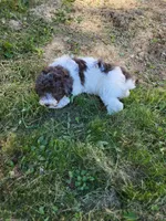 Peaches , a female Poodle - Miniature  for sale in Jeromesville, OH – 5 of 5