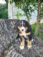 Toby, a male Bernese Mountain Dog for sale in Jeromesville, OH – 2 of 2