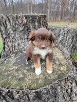 Peaches, a female Australian Shepherd for sale in Jeromesville, OH – Photo 3 of 4