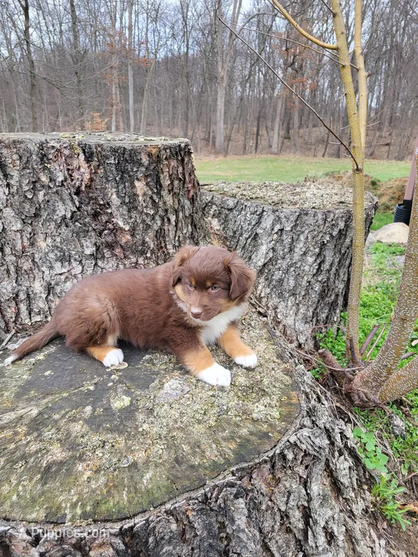 Peaches – Australian Shepherd puppy for sale in Jeromesville, OH