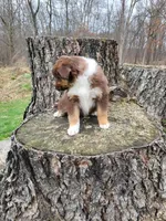 Peaches, a female Australian Shepherd for sale in Jeromesville, OH – Photo 4 of 4