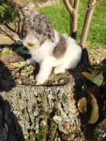 Oscar , a male Poodle - Miniature  for sale in Jeromesville, OH – 2 of 5