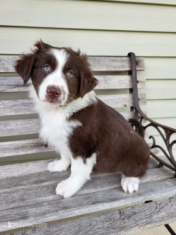 Judy – Australian Shepherd puppy for sale in Jeromesville, OH