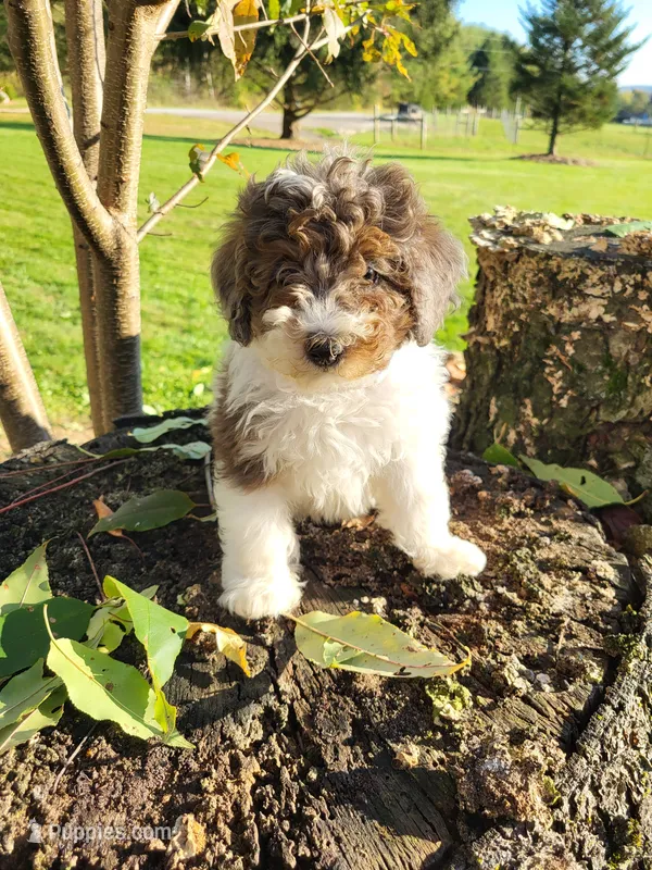 Candy – Poodle - Miniature  puppy for sale in Jeromesville, OH