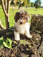 Candy, a female Poodle - Miniature  for sale in Jeromesville, OH – 1 of 4