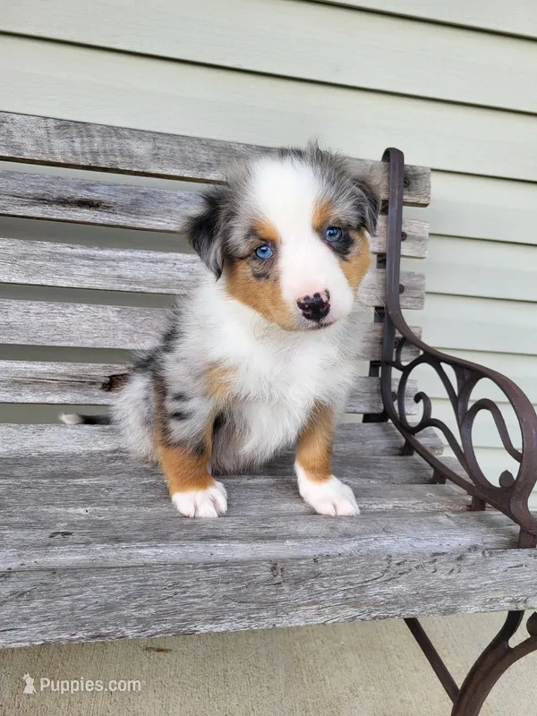Lester – Australian Shepherd puppy for sale in Jeromesville, OH
