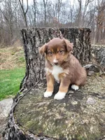 Pam, a female Australian Shepherd for sale in Jeromesville, OH – Photo 2 of 2