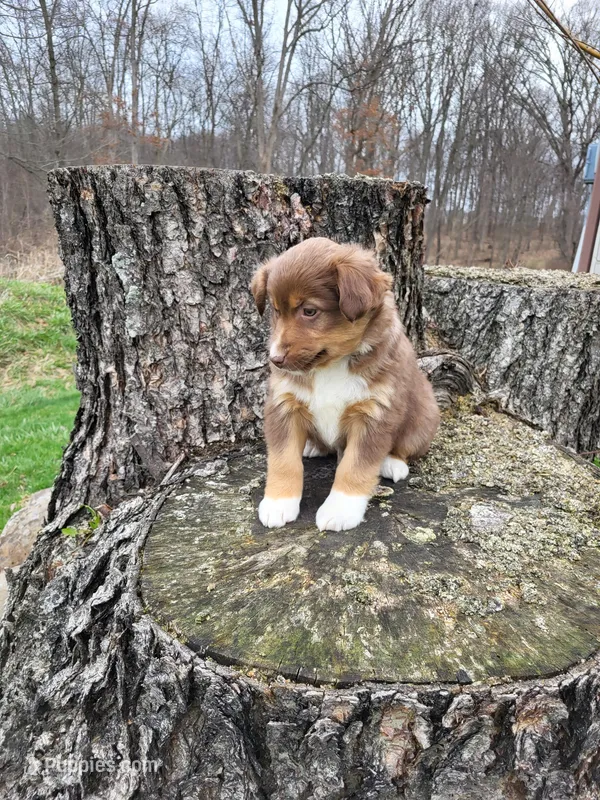 Pam – Australian Shepherd puppy for sale in Jeromesville, OH