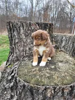 Pam, a female Australian Shepherd for sale in Jeromesville, OH – Photo 1 of 2