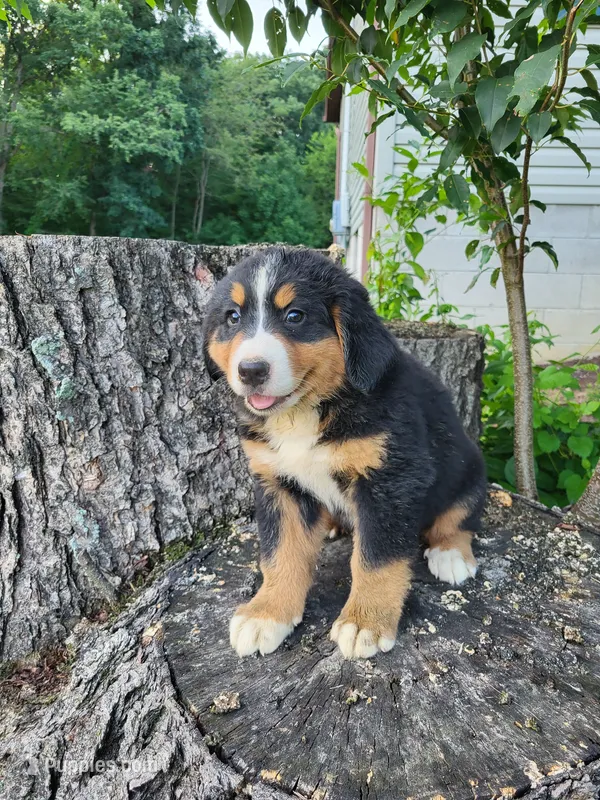 Toby – Bernese Mountain Dog puppy for sale in Jeromesville, OH