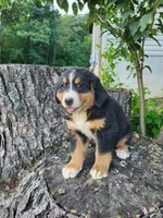 Toby, a male Bernese Mountain Dog for sale in Jeromesville, OH – 1 of 2