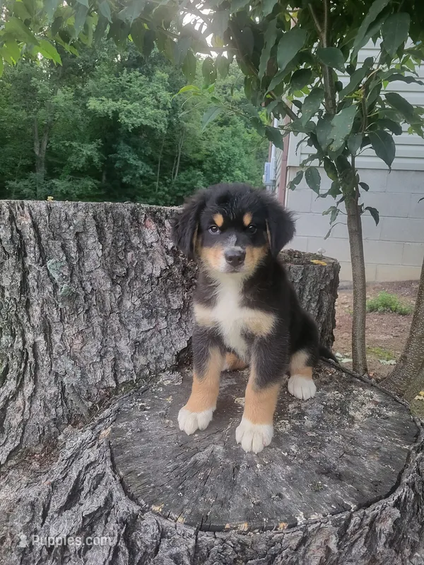 Leo – Bernese Mountain Dog, Siberian Husky puppy for sale in Jeromesville, OH