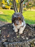 Beau, a male Poodle - Miniature  for sale in Jeromesville, OH – 4 of 7