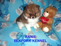ANNIE, a female Pomeranian for sale in Paris, MO – 8 of 10