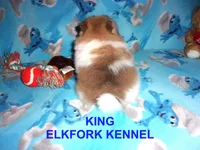 KING, a male Pomeranian for sale in Paris, MO – 7 of 10