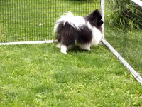 SCOOTER, a male Pomeranian for sale in Paris, MO – 10 of 10