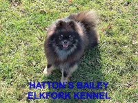 PRINCE, a male Pomeranian for sale in Paris, MO – 10 of 10