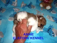 ANNIE, a female Pomeranian for sale in Paris, MO – 2 of 10
