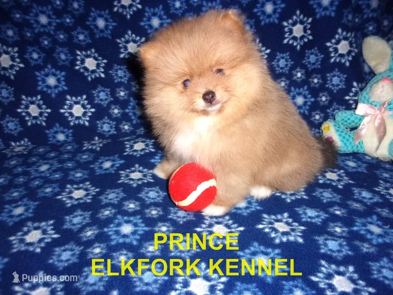 PRINCE – Pomeranian puppy for sale in Paris, MO