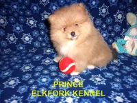 PRINCE, a male Pomeranian for sale in Paris, MO – 1 of 10