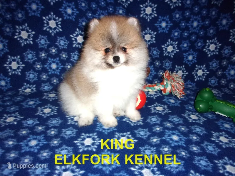 KING – Pomeranian puppy for sale in Paris, MO