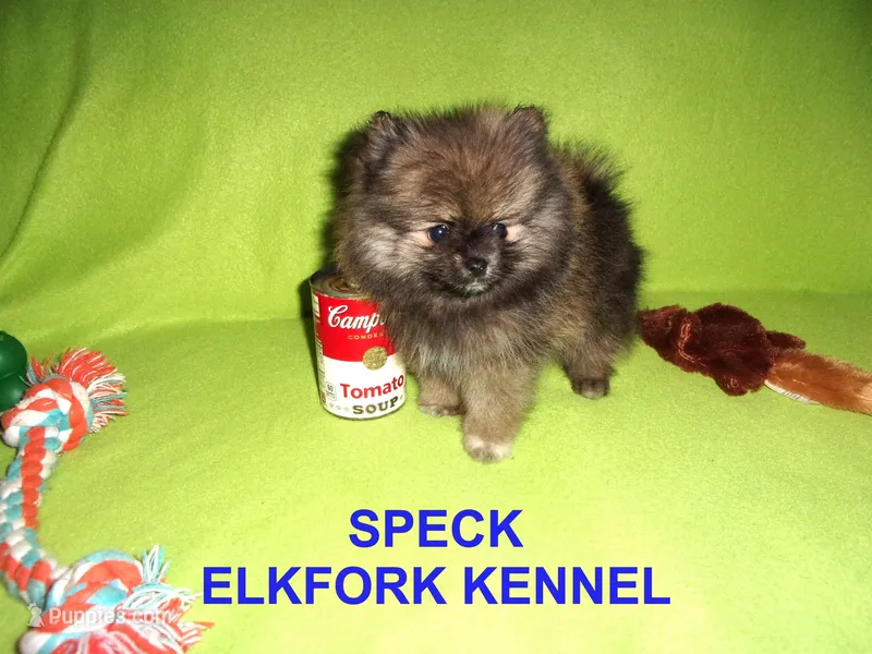 SPECK – Pomeranian puppy for sale in Paris, MO
