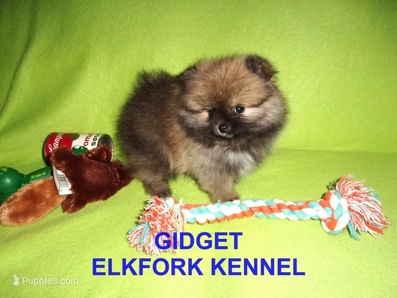 GIDGET – Pomeranian puppy for sale in Paris, MO