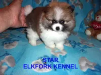 STAR, a female Pomeranian for sale in Paris, MO – 2 of 10