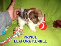PRINCE, a male Pomeranian for sale in Paris, MO – Photo 7 of 10