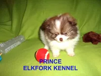 PRINCE, a male Pomeranian for sale in Paris, MO – Photo 6 of 10