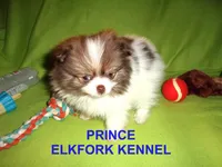 PRINCE, a male Pomeranian for sale in Paris, MO – Photo 8 of 10