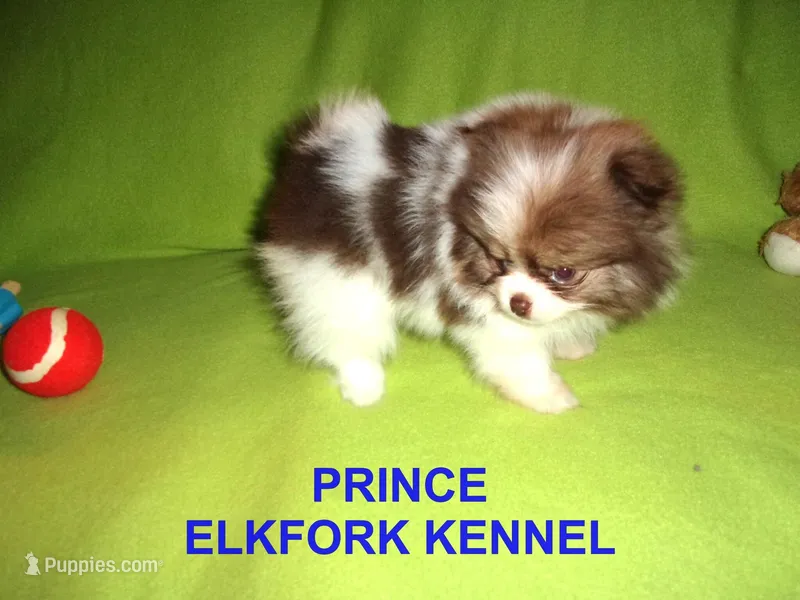 PRINCE – Pomeranian puppy for sale in Paris, MO