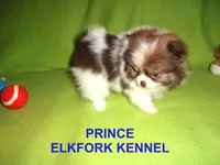 PRINCE, a male Pomeranian for sale in Paris, MO – Photo 1 of 10