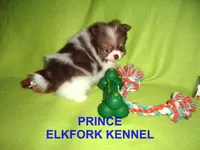 PRINCE, a male Pomeranian for sale in Paris, MO – Photo 4 of 10