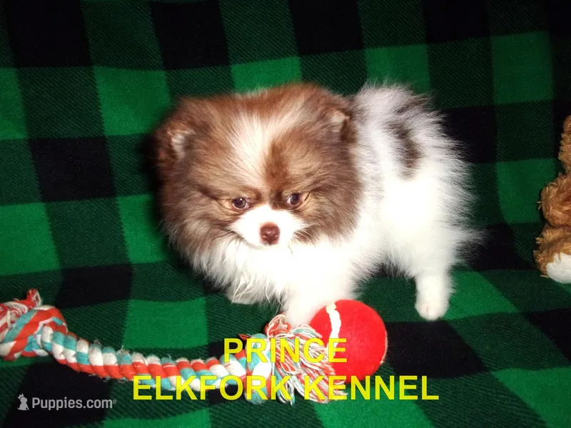 PRINCE – Pomeranian puppy for sale in Paris, MO