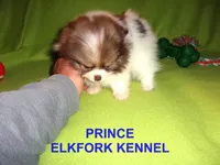 PRINCE, a male Pomeranian for sale in Paris, MO – Photo 2 of 10