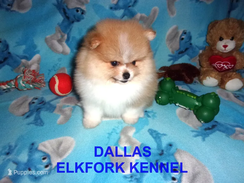 DALLAS – Pomeranian puppy for sale in Paris, MO