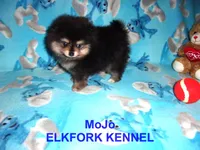 MoJo, a male Pomeranian for sale in Paris, MO – 4 of 10