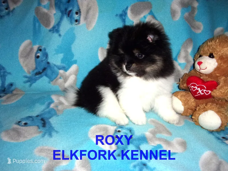 ROXY – Pomeranian puppy for sale in Paris, MO