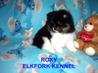 ROXY, a female Pomeranian for sale in Paris, MO – 1 of 10
