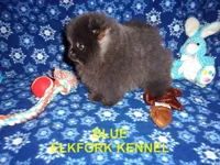 BLUE, a female Pomeranian for sale in Paris, MO – 6 of 10